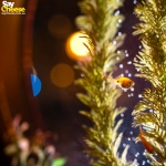 image_29fc62ca5be3.jpg