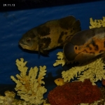 image_5d227383c272.jpg